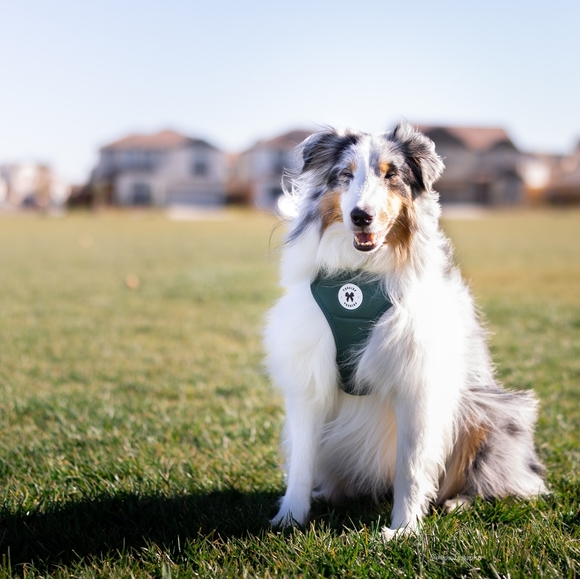 Tessies Elegant Emerald Harness + Bow - Picture 5 of 7
